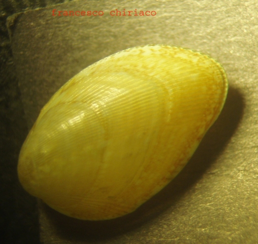 Id. Bivalve